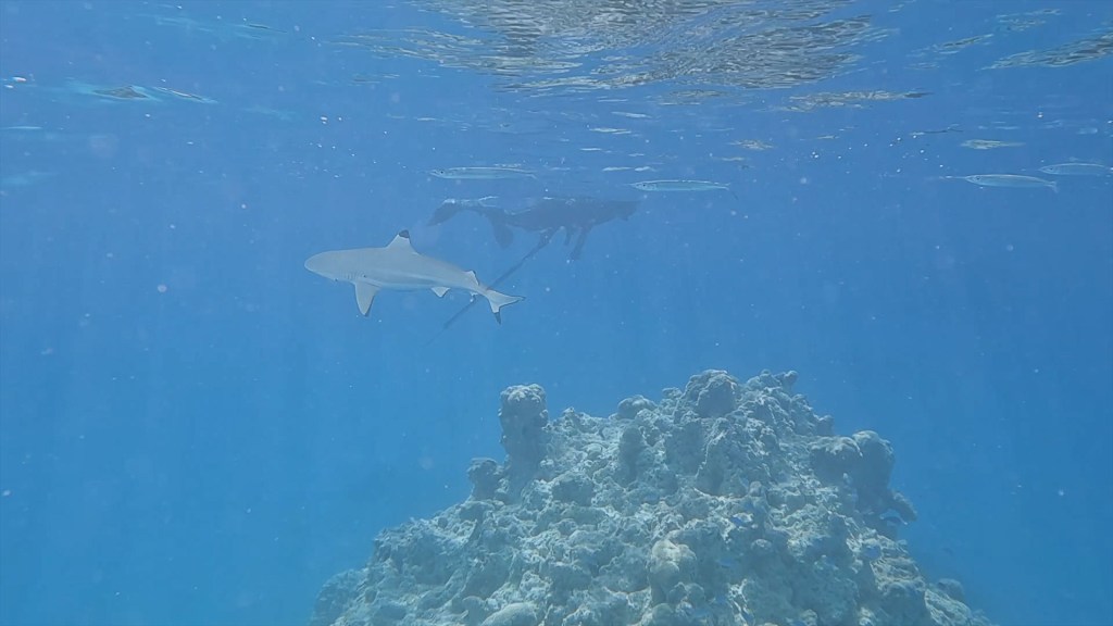 French Polynesia – Marquesas &&nbsp;Tuamotus