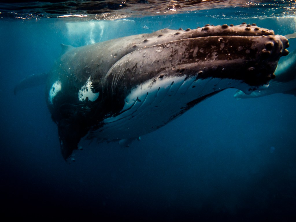 The chilled-out humpback mother moves slowly and deliberately between us and her now-too-curious calf