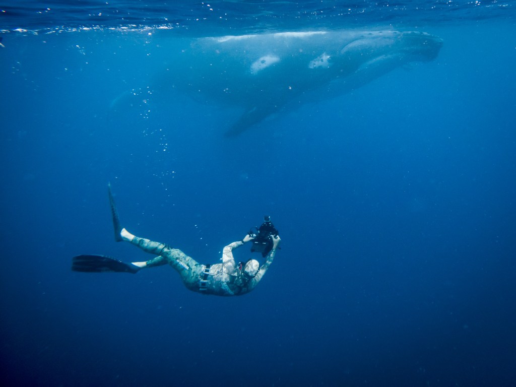 Special-permit-carrying videographer Mike Bhana dives below the mother and calf for the upcoming series Saving Oceania on Netflix