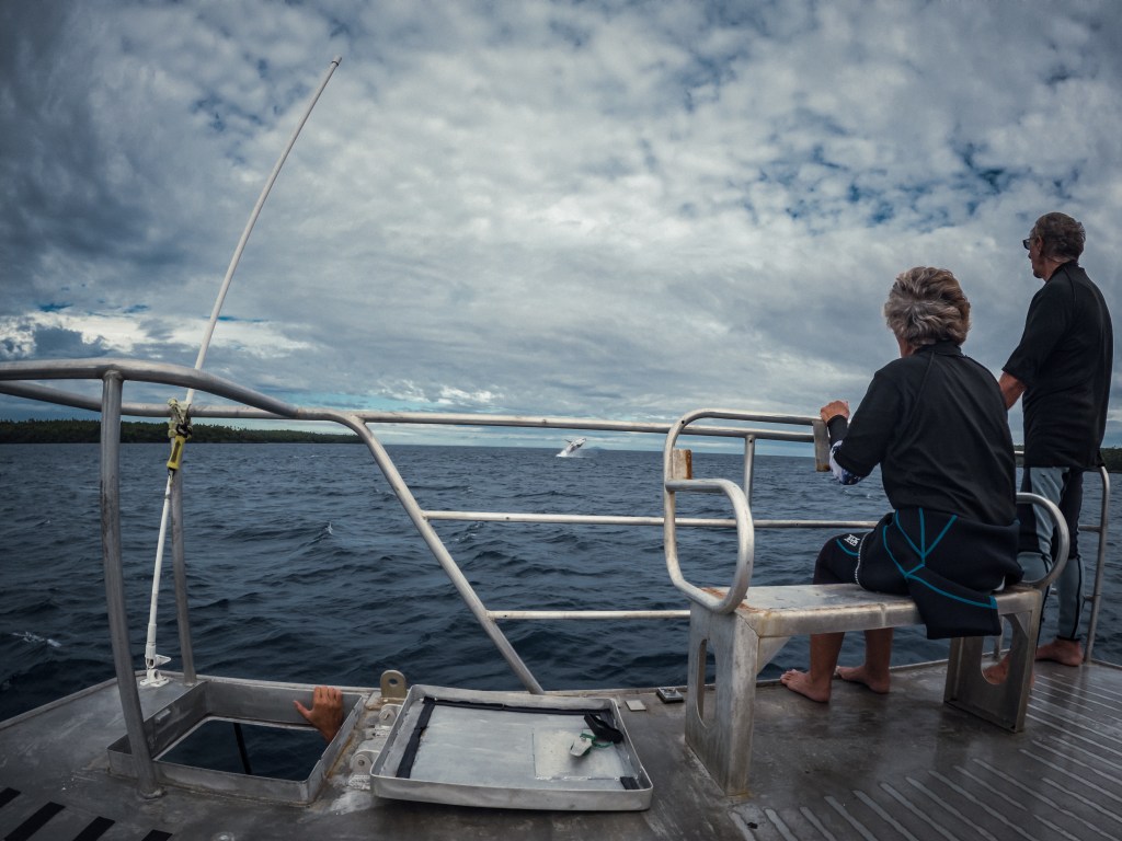 The intrepid sailors Sue and Brian just completed their 23-year-long circumnavigation - their key to life is "just say yes to everything". Brian and Sue sitting atop the whale watching boat, humpback whale breaches in the distance.