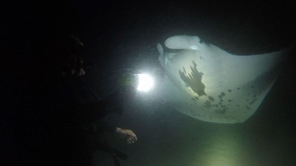 French Polynesia – night dive with manta&nbsp;rays